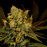 Blue Dream Seeds